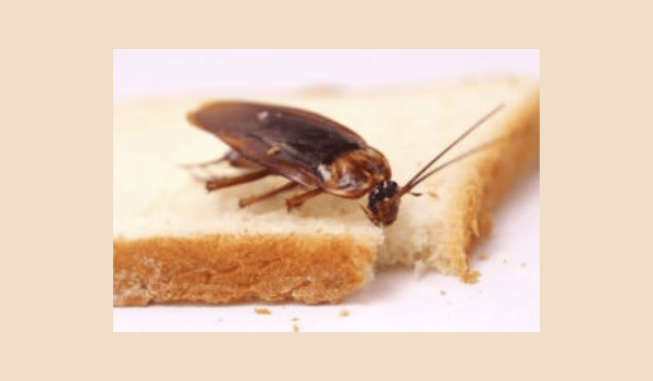 Pest contamination of food and water