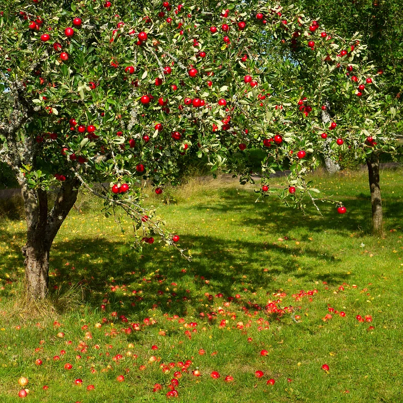Best Fruit Trees